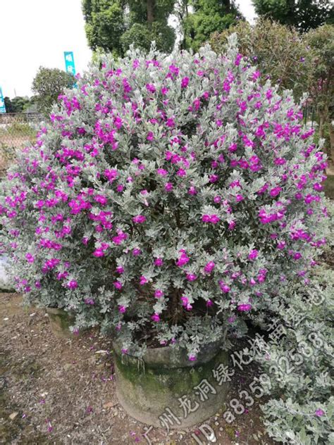 紫花芙蓉|红花玉芙蓉